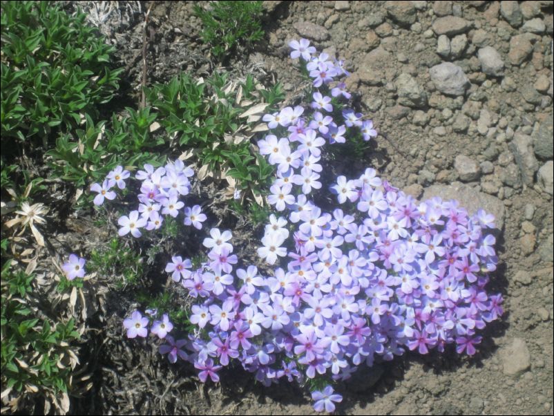2006-06-25 Granite (42) flowers